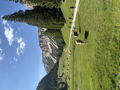 Krowy wypasające się na tle Dolomitów