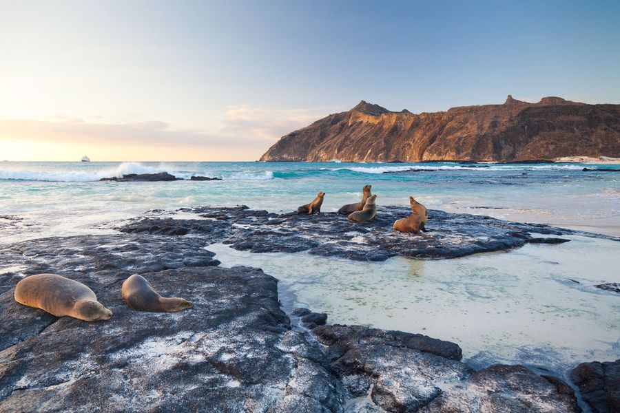 Uchatki, Wyspy Galápagos