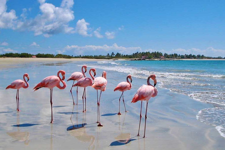 Flamingi, Wyspy Galápagos