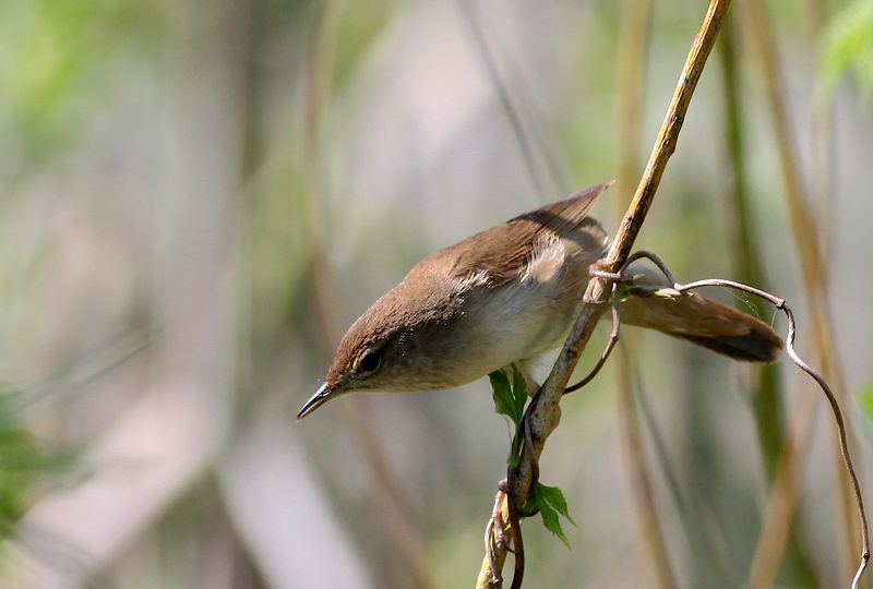 Brzęczka (fot. Przemek Kunysz)