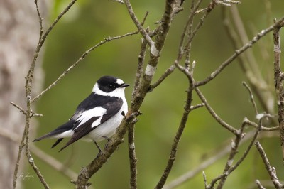 Muchołówka białoszyja (Ficedula albicollis), fot. P. Kunysz