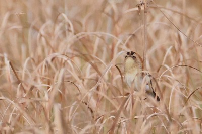 Wodniczka (Acrocephalus paludicola), fot. P. Kunysz