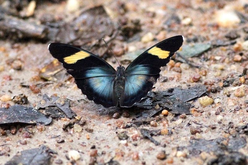 Motyl w rez. Bobiri, fot. Przemek Kunysz