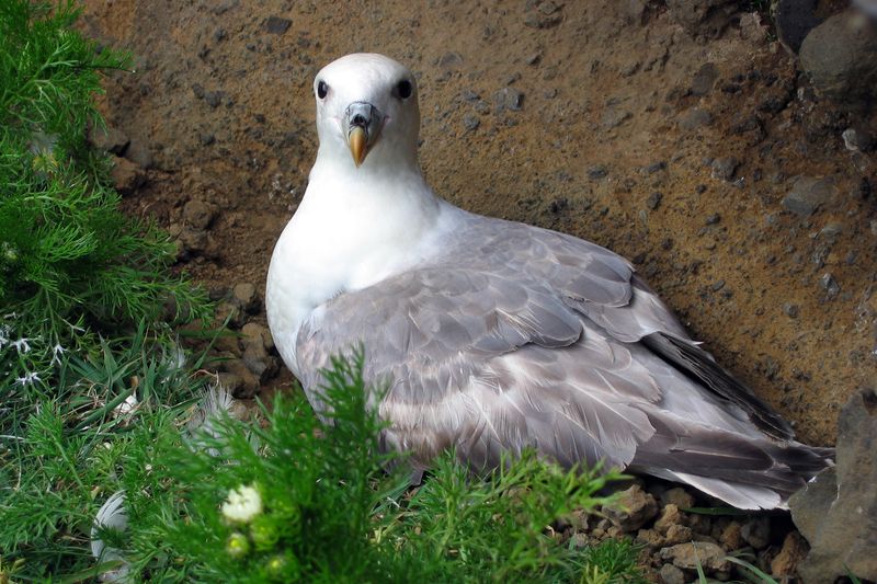 Fulmar (fot. Witold Muchowski)