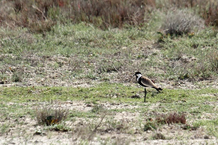 Czajka szponiasta (fot. Zbigniew Kajzer)