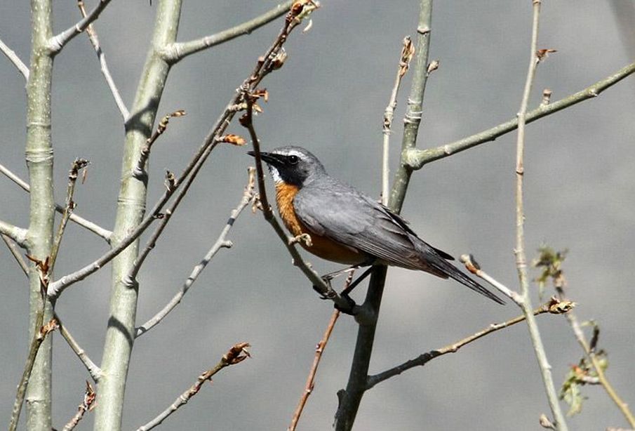 Iranka (fot. Zbigniew Kajzer)