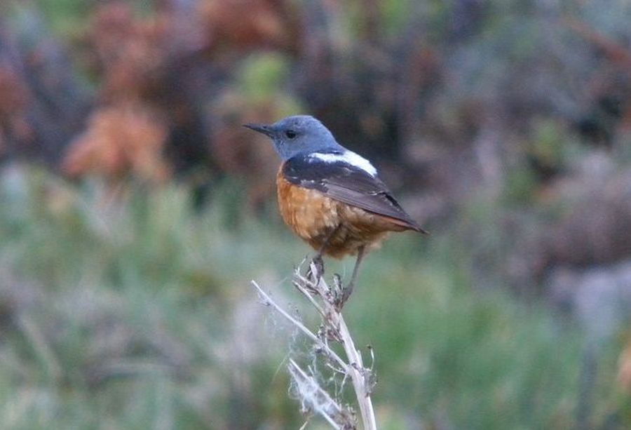 Nagórnik (fot. Zbigniew Kajzer)