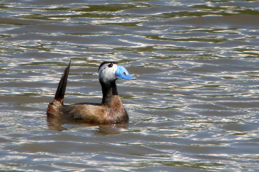 Sterniczka (fot. Zbigniew Kajzer)