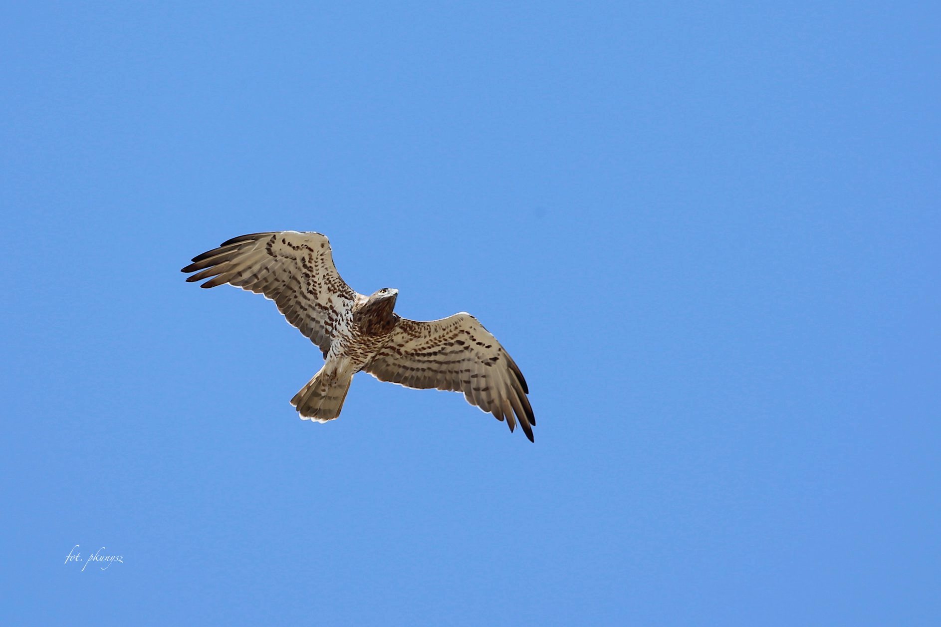 Gadożer zwyczajny, gadożer, krótkoszpon (Circaetus gallicus) fot. Przemek Kunysz