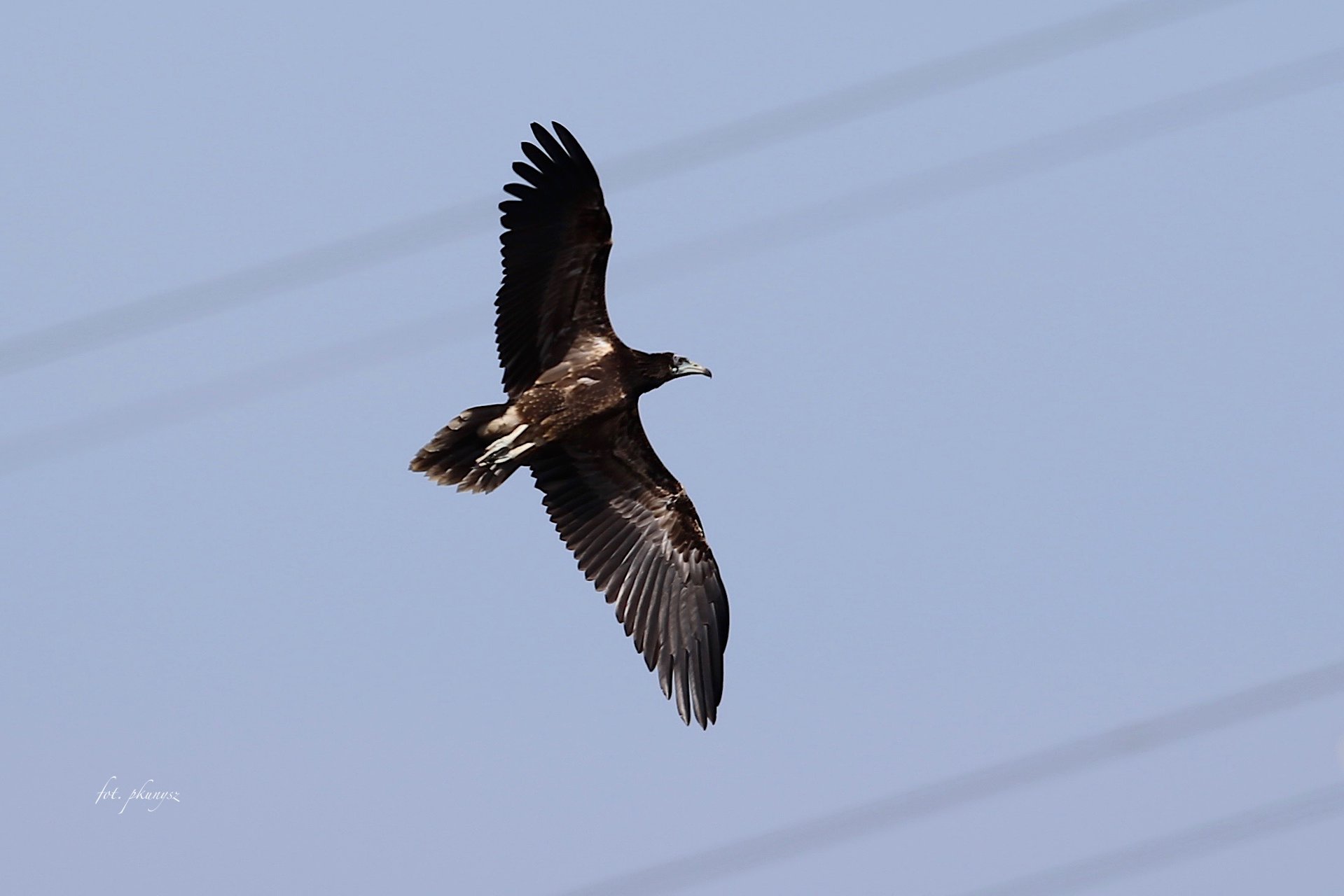 Ścierwnik, ścierwnik biały, białosęp (Neophron percnopterus), fot. Przemek Kunysz