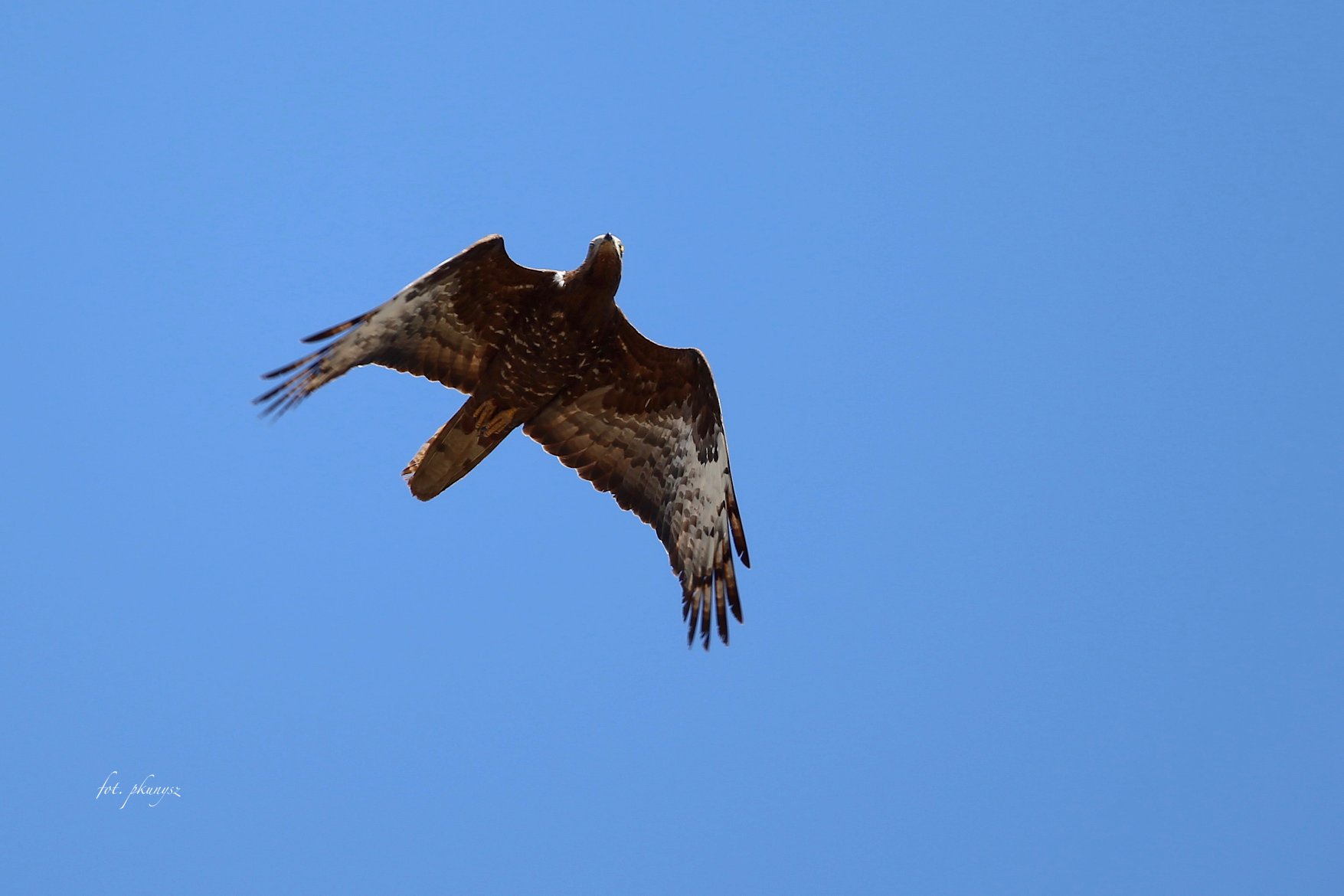 Trzmielojad (Pernis apivorus) fot. Przemek Kunysz