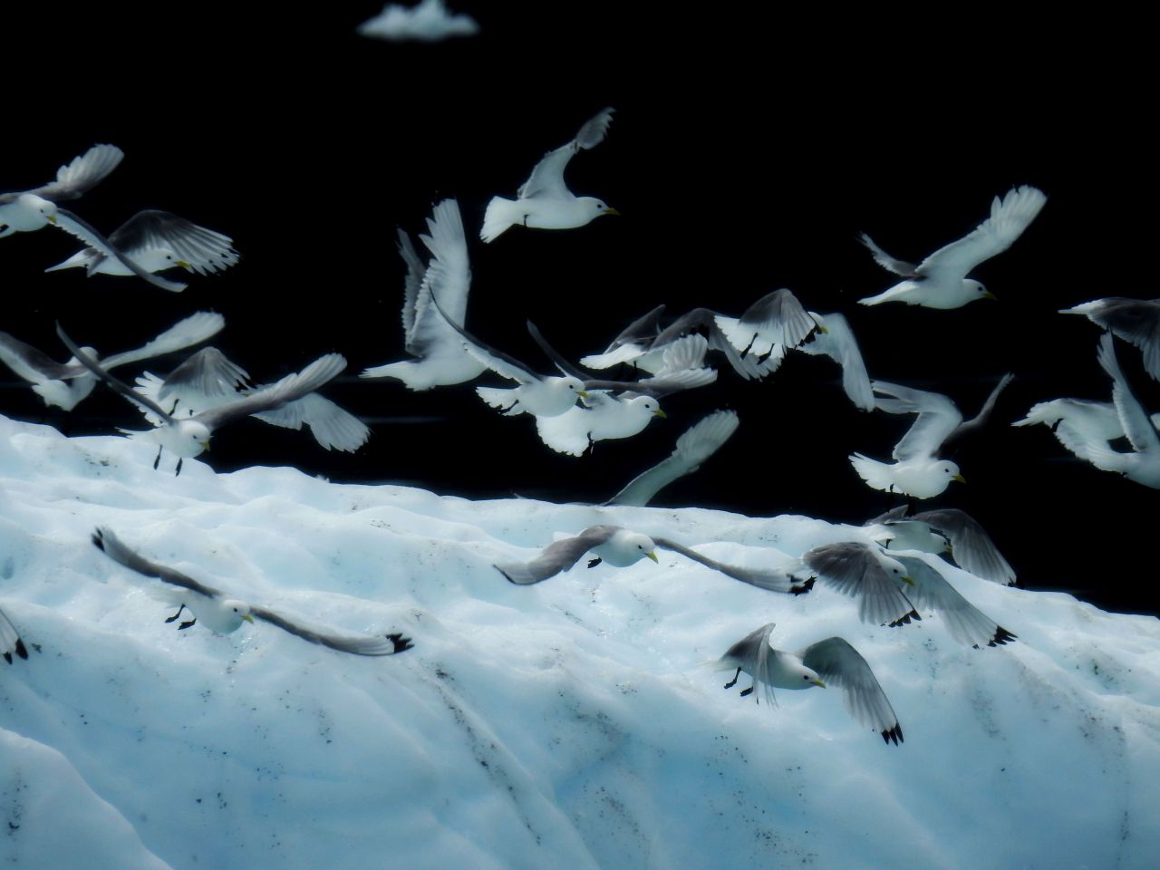 Mewy trójpalczaste, fot. Samuel Odrzykoski Mewy trójpalczaste, fot. Samuel Odrzykoski