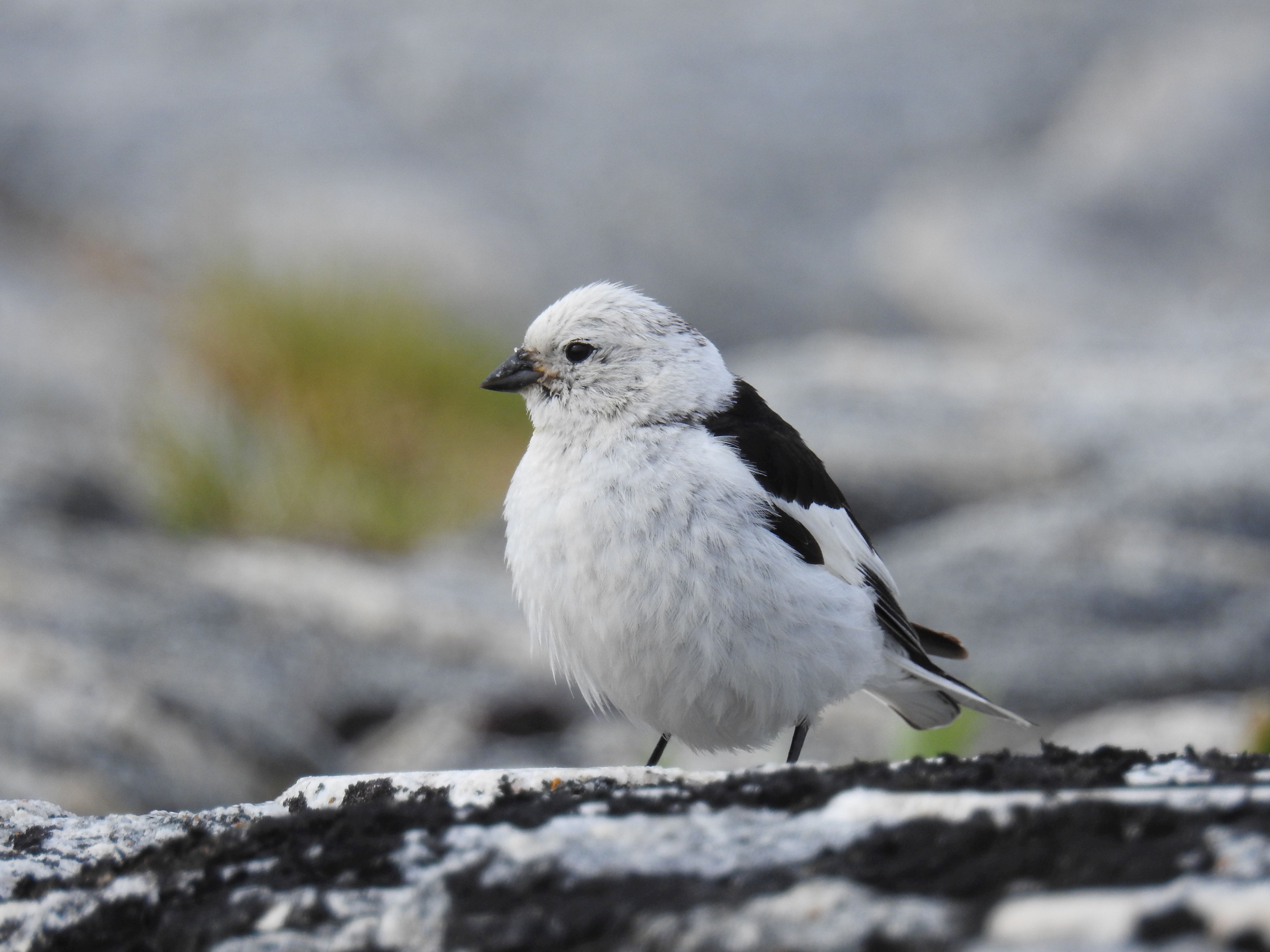 Śnieguła, fot. Samuel Odrzykoski Śnieguła, fot. Samuel Odrzykoski