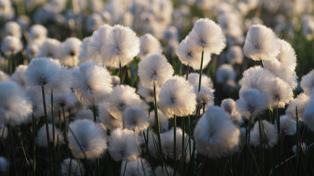 Wełnianki stanowią nieodłączny element podmokłych terenów, fot. Samuel Odrzykoski Wełnianki stanowią nieodłączny element podmokłych terenów, fot. Samuel Odrzykoski