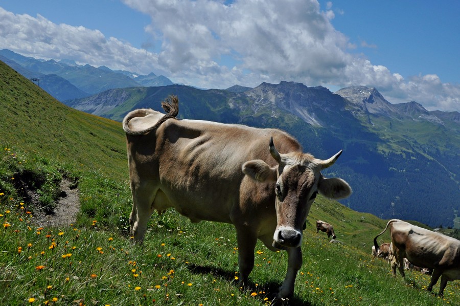 Na alpejskiej hali… (fot. Ewa Styrkowiec)