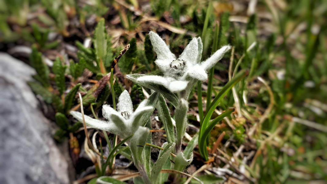 Dolomicka szarotka… (fot. Paweł Klimek)