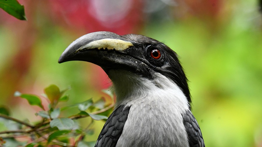 Dzioborożec cejloński (Ocyceros gingalensis), fot. J.Betleja