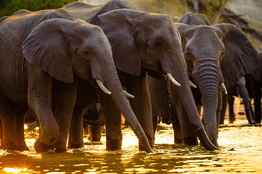 Safari w PN Chobe (Botswana)