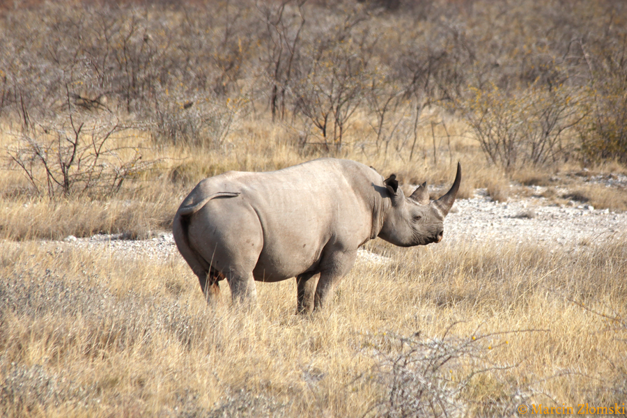 Safari w PN Etoszy (Namibia)