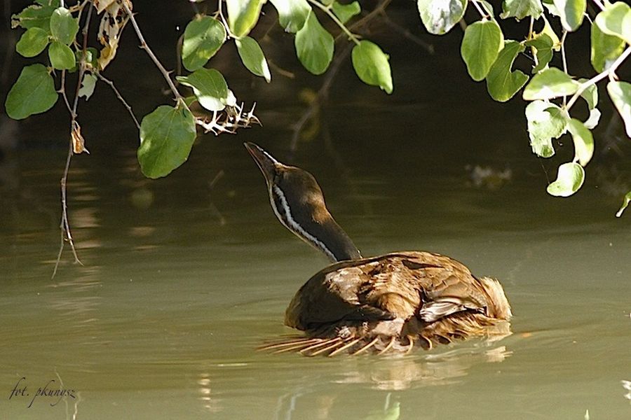 Perkoz  (fot.Przemek Kunysz)