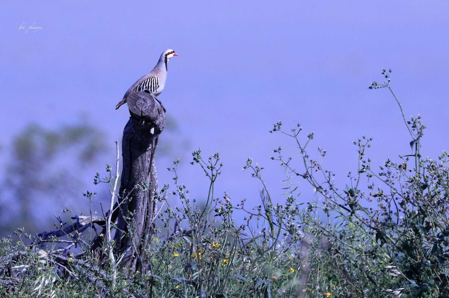 Góropatwa azjatycka, kuropatwa górska (Alectoris chukar). Fot. Przemysław Kunysz