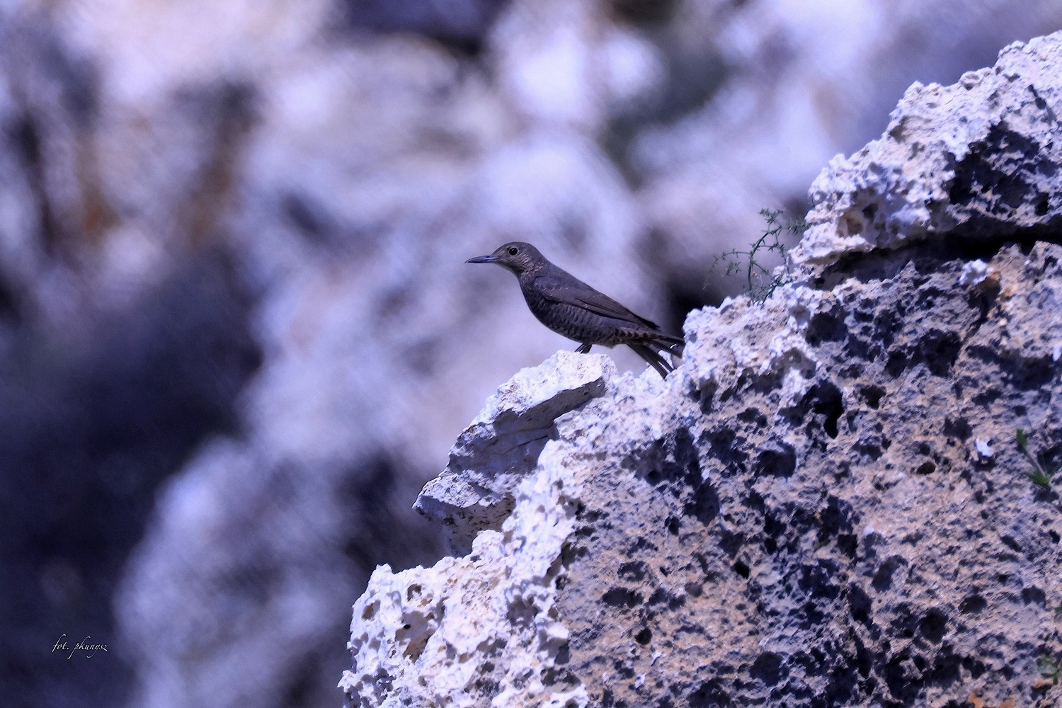 Modrak (Monticola solitarius). Fot. Przemysław Kunysz