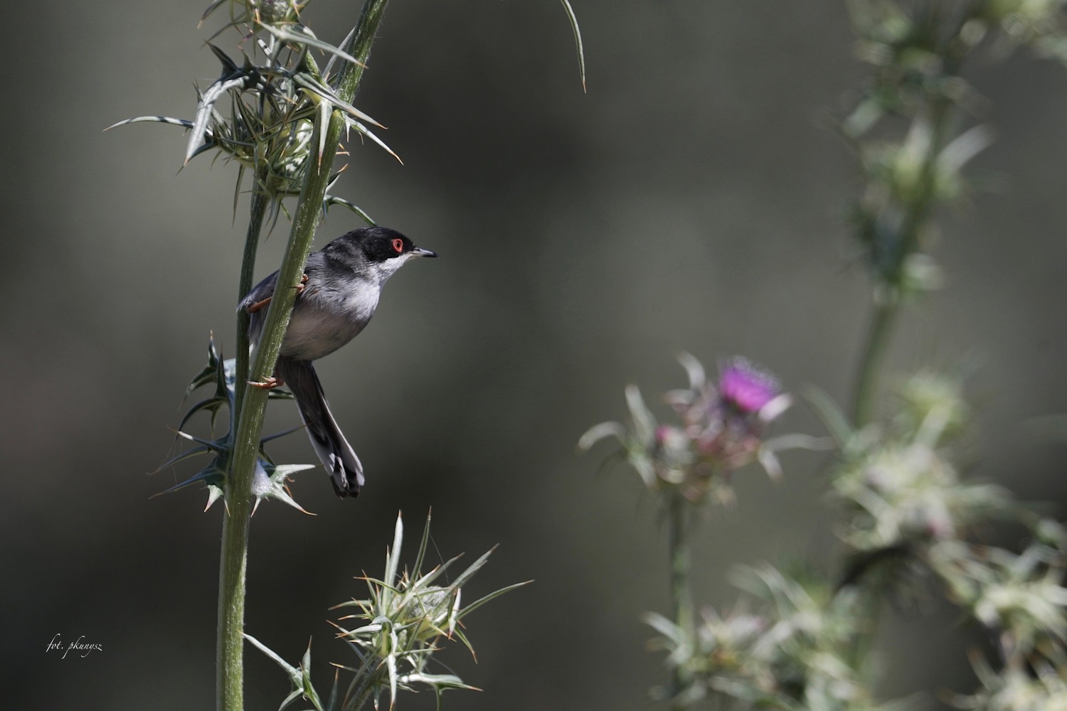 Pokrzewka aksamitna (Curruca melanocephala). Fot. Przemysław Kunysz