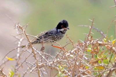 Pokrzewka cypryjska  (Curruca melanothorax), fot. P. Kunysz