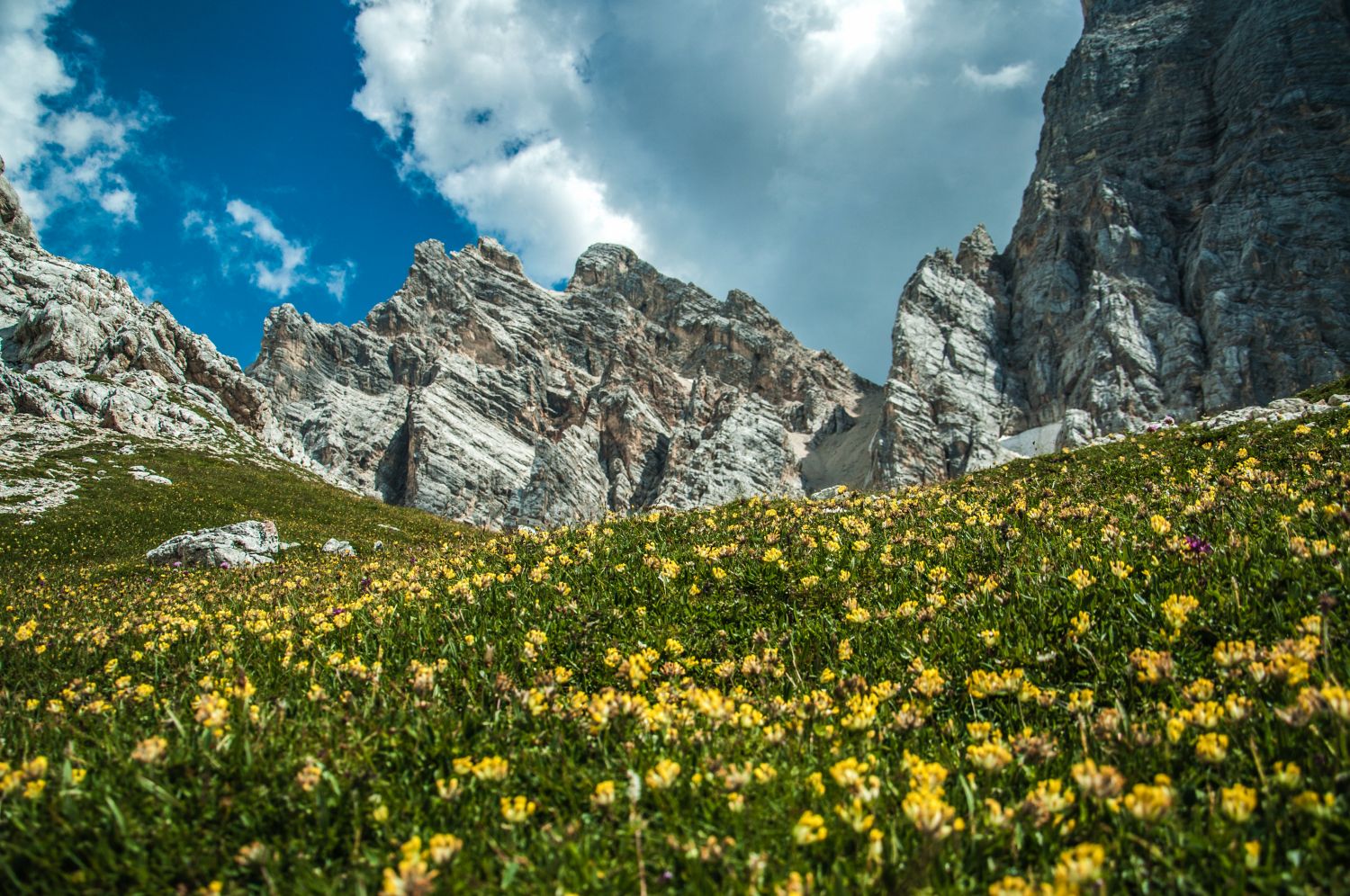 Ukwiecone łąki Dolomitów (fot. Joanna Dragon)