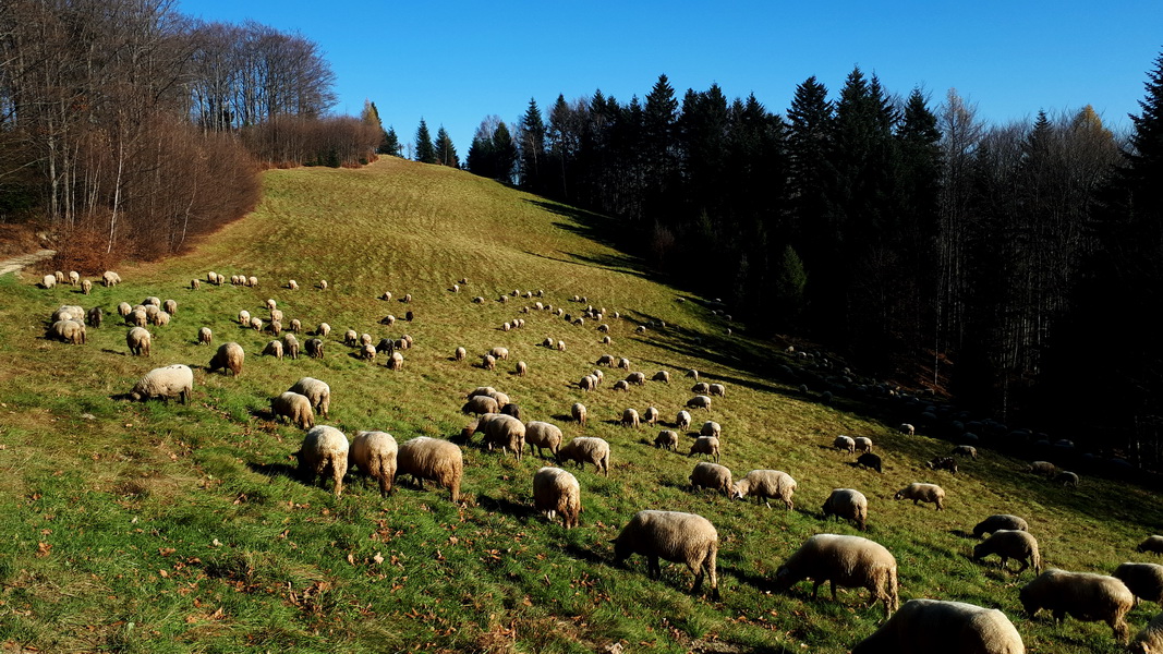 Owce w Beskidzie Sądeckim (fot. Paweł Klimek)