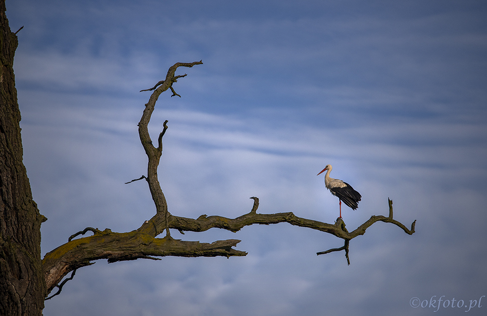 Dęby rogalińskie (fot. S. Adamczak, okfoto.pl)