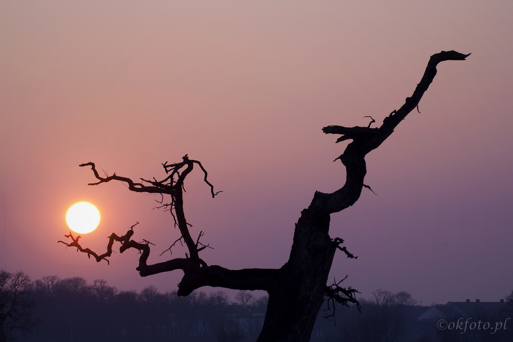 Dęby rogalińskie (fot. S. Adamczak, okfoto.pl)