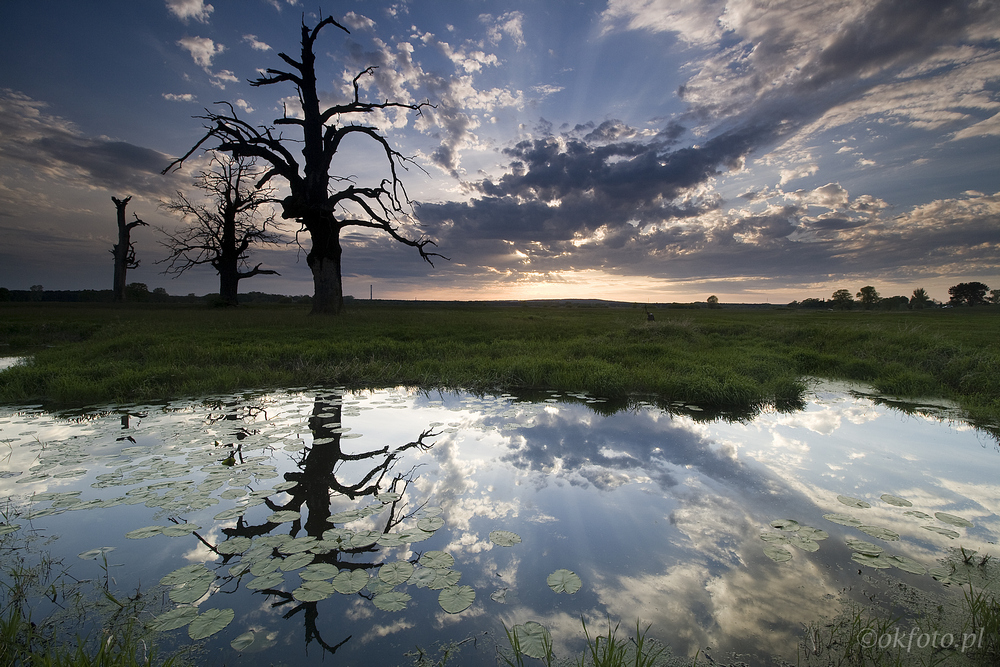 Dęby rogalińskie (fot. S. Adamczak, okfoto.pl)