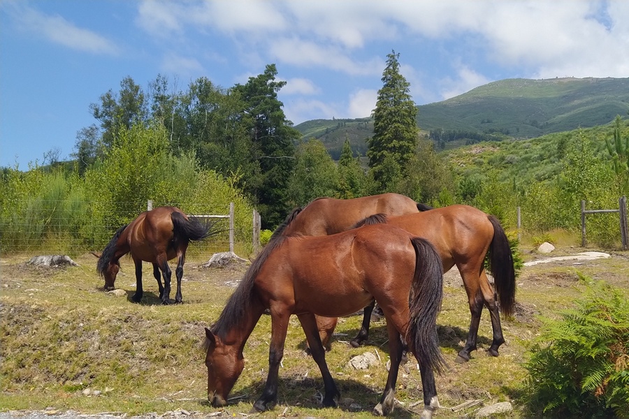 fot. Miguel Filipe Adão, Park Narodowy Peneda-Gerês