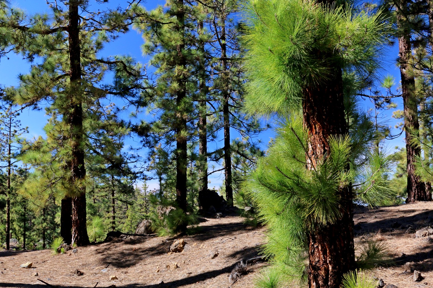 Park Narodowy Teide (fot. Tomasz Liptak)