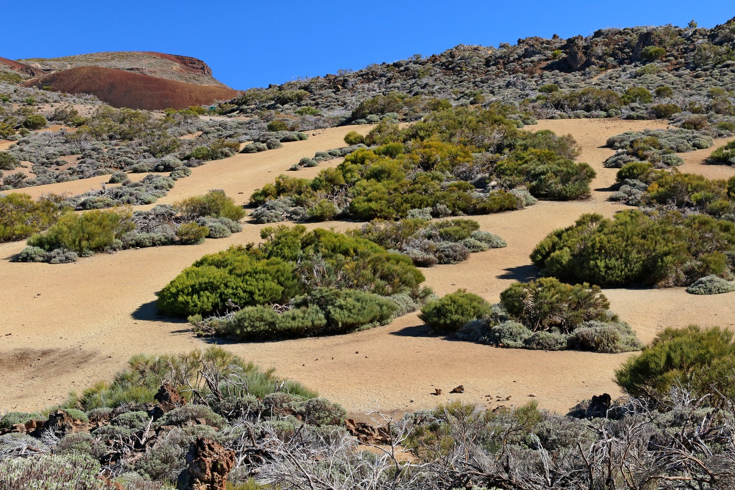 Park Narodowy Teide (fot. Tomasz Liptak)