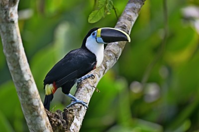 Tukan czerwonodzioby  (Ramphastos tucanus), fot. Marek Klęk