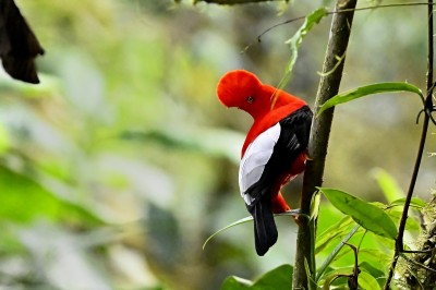 Skalikurek andyjski (Rupicola peruvianus), fot. Marek Klęk