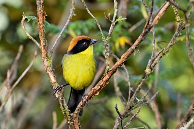 Zaroślak zmienny (Atlapetes latinuchus), fot. Marek Klęk