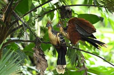 Hoacyn  (Opisthocomus hoazin), fot. Marek Klęk