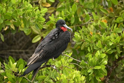 Fregata wielka (Magnificent frigatebird), Galapagos, fot. Marek Klęk