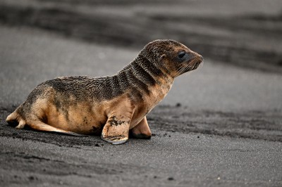 Młoda Uszanka galapagoska (Zalophus wollebaeki), Galapagos, fot. Marek Klęk