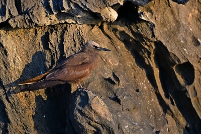 Rybołówka brunatna  (Anous stolidus), Galapagos, fot. Marek Klęk