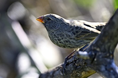 Darwinka szydłodzioba (Geospiza acutirostris), Galapagos, fot. Marek Klęk