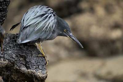 Czapla lawowa podgatunek z galapagos, czapla galapagoska (Butorides striata sundevalli), Galapagos, fot. Marek Klęk