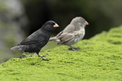 Darwinka szydłodzioba (Geospiza acutirostris), Galapagos, fot. Marek Klęk