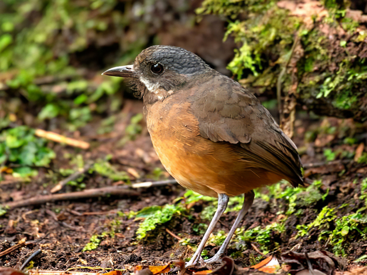 Kusaczka wąsata (Grallaria alleni) 