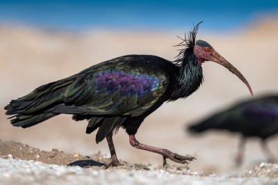 Ibis Grzywiasty fot. Sz. Bartosz