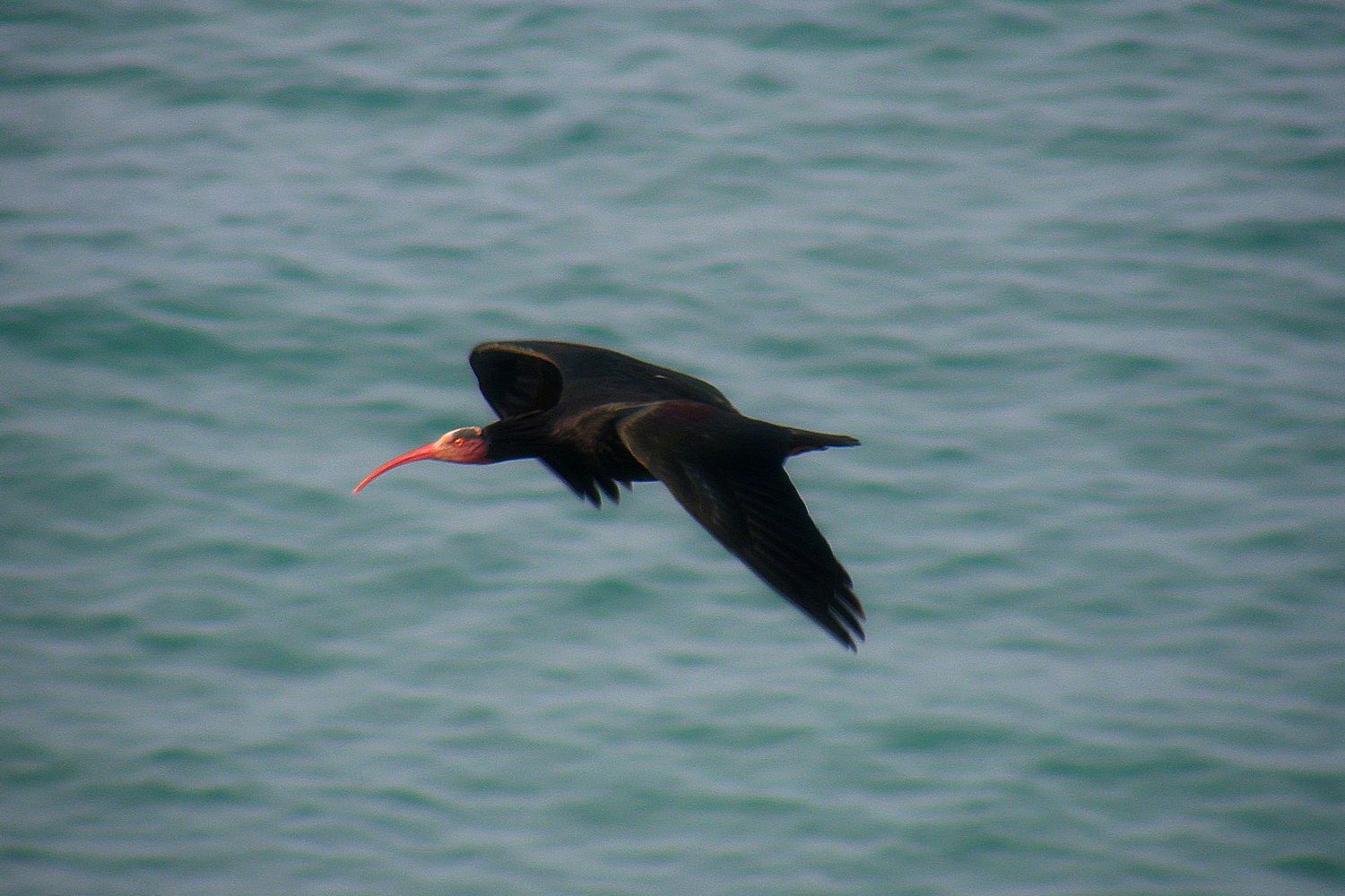 Ibis grzywiasty, fot. S. Odrzykoski