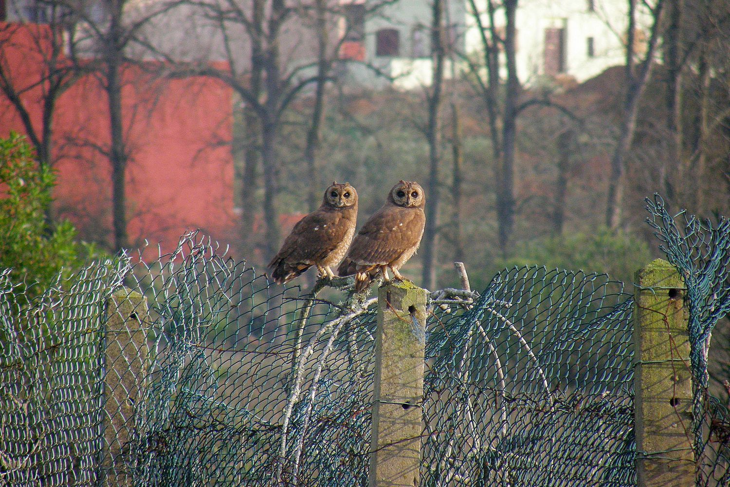 Sowy mauretańskie, fot. S. Odrzykoski